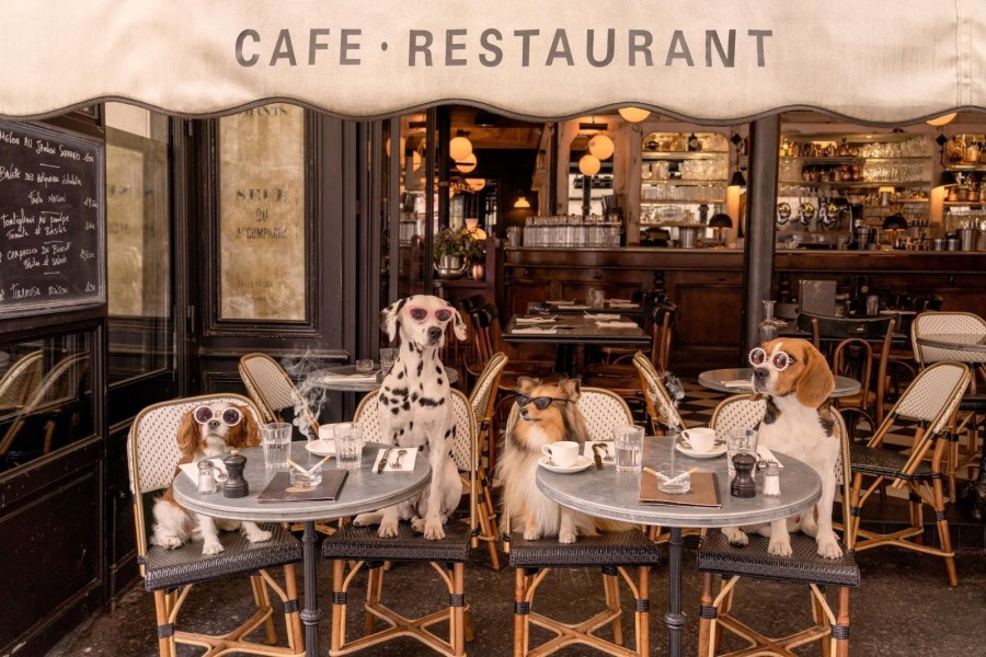 Μια σειρά από γλυκούς «εισβολείς» κατακτούν την Πόλη του Φωτός - Φωτογραφία 5