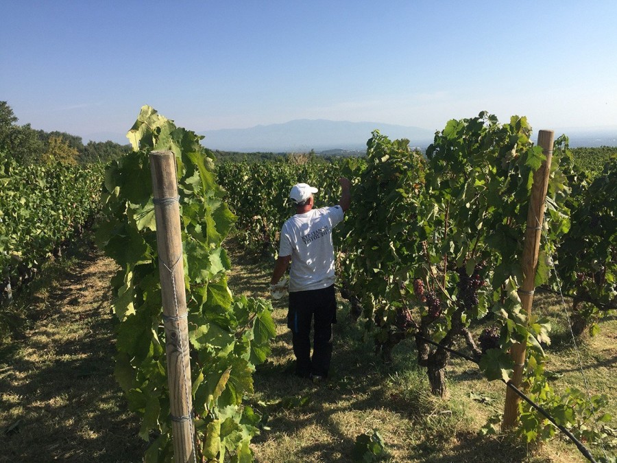 Ο Στέλλιος Μπουτάρης μας μυεί στον μαγικό κόσμο του κρασιού- Φωτογραφία 3