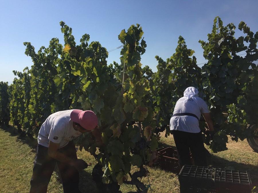 Ο Στέλλιος Μπουτάρης μας μυεί στον μαγικό κόσμο του κρασιού- Φωτογραφία 5