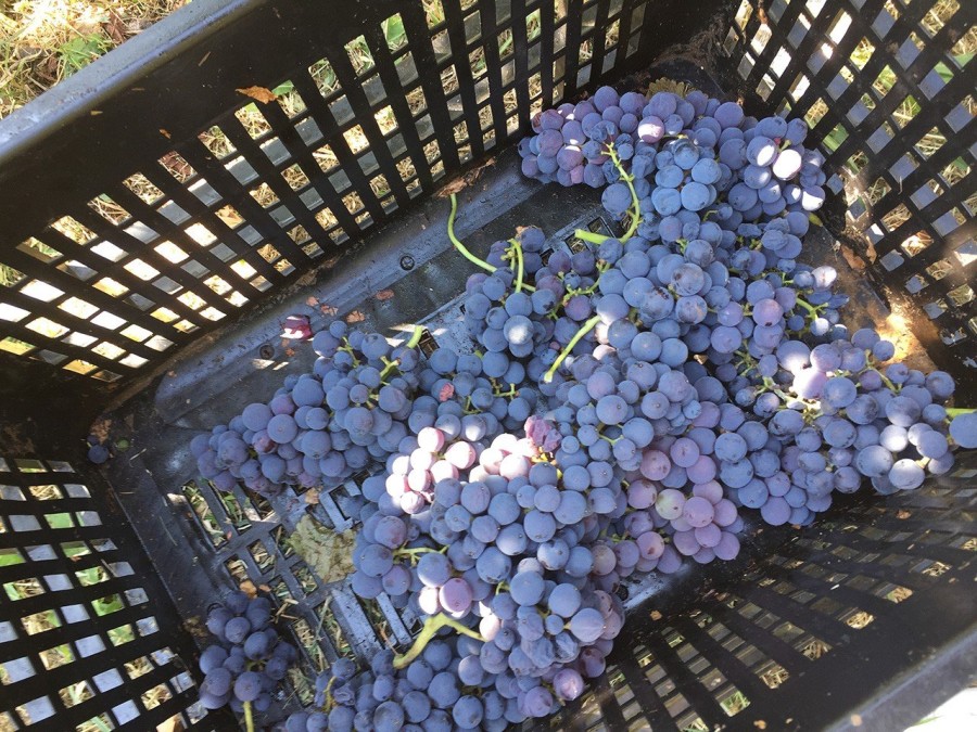 Ο Στέλλιος Μπουτάρης μας μυεί στον μαγικό κόσμο του κρασιού- Φωτογραφία 7