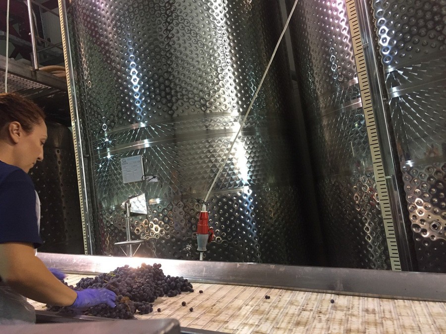 Ο Στέλλιος Μπουτάρης μας μυεί στον μαγικό κόσμο του κρασιού- Φωτογραφία 13