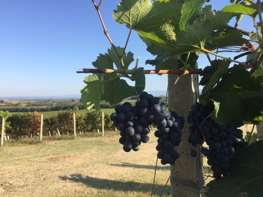 Ο Στέλλιος Μπουτάρης μας μυεί στον μαγικό κόσμο του κρασιού- Φωτογραφία 17