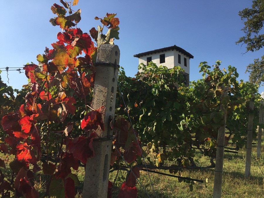 Ο Στέλλιος Μπουτάρης μας μυεί στον μαγικό κόσμο του κρασιού- Φωτογραφία 18