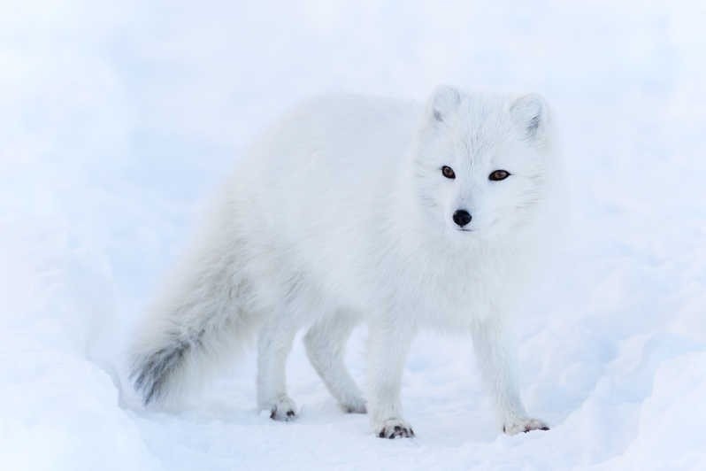 Ταξιδέψτε στο χωριό του Άγιου Βασίλη στο παγωμένο Ροβανιέμι και γίνετε πάλι παιδιά- Φωτογραφία 3