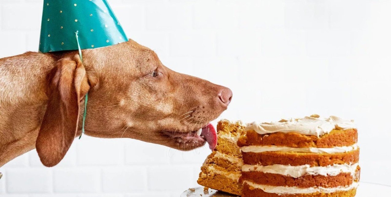 Η ζωή με κατοικίδιο: Τα νέα trends που πρέπει να γνωρίζουν όλοι οι pet parents 