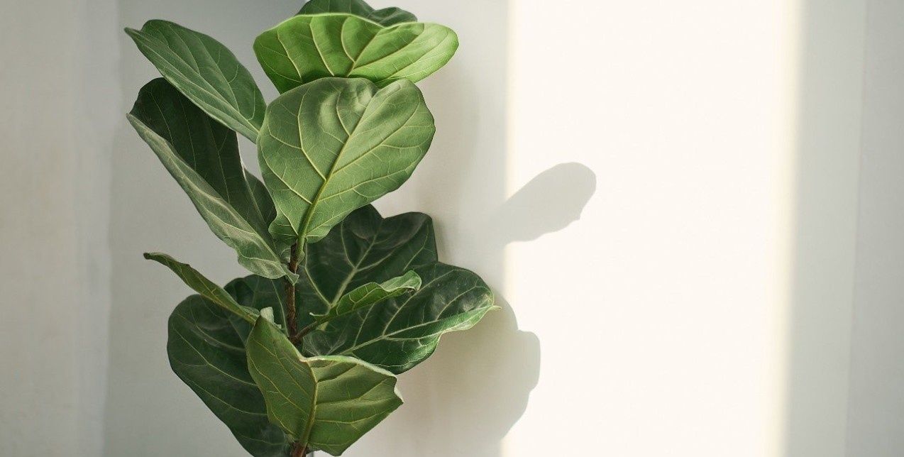 Protecting Plants: 5 βήματα για να αντέξουν τα φυτά μας κατά τη διάρκεια του καλοκαιριού 