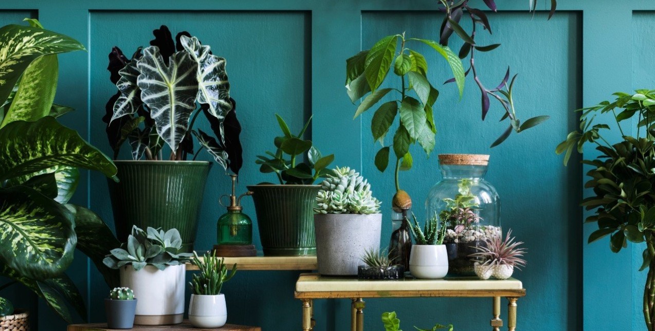 Τα 4 φυτά που απαιτούν ελάχιστη συντήρηση και δημιουργούν ατμόσφαιρα δάσους 