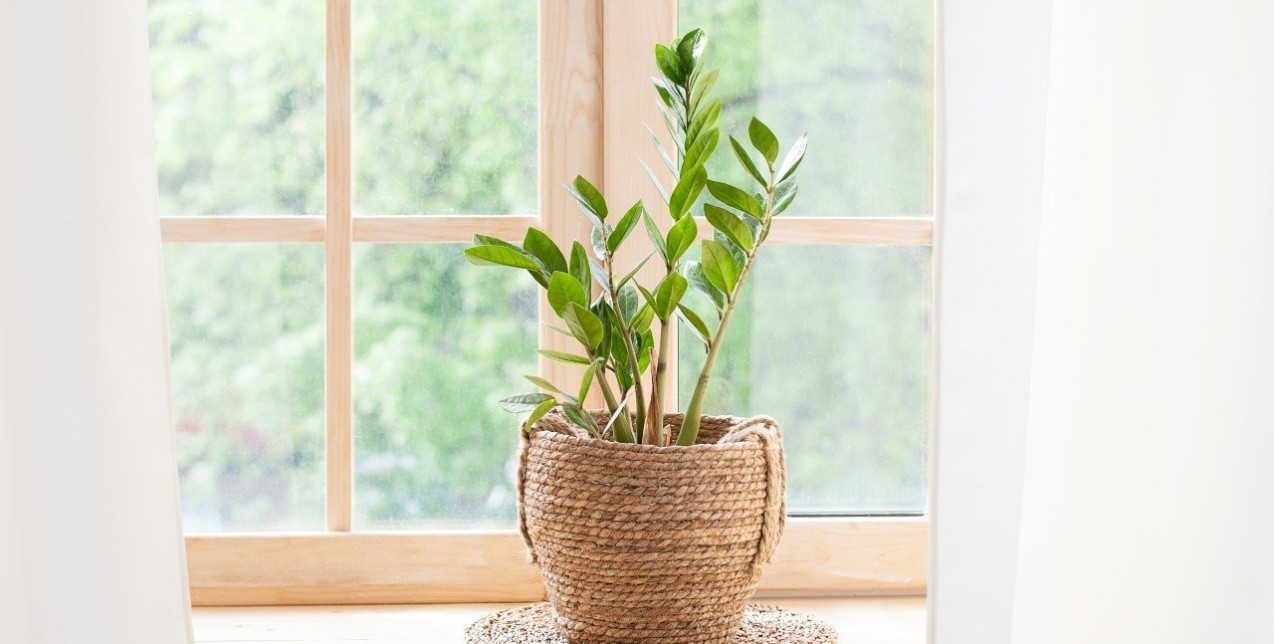 Τα κατάλληλα φυτά για το σπίτι σας το φθινόπωρο 