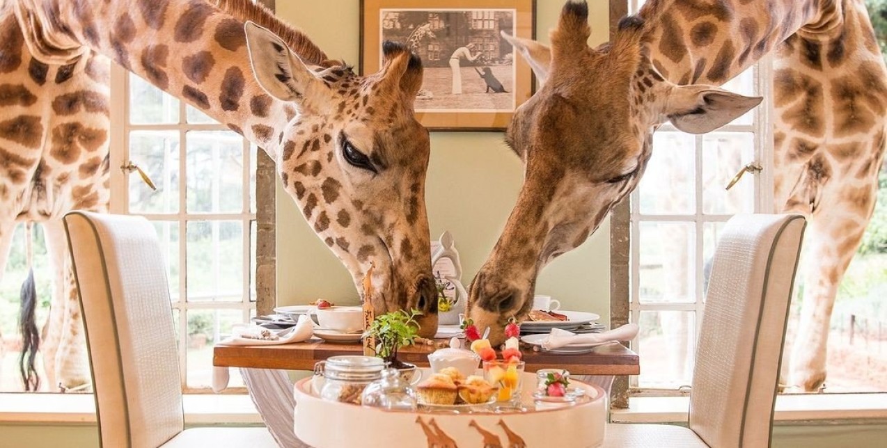 Τα νέα Safari openings που πρέπει να γνωρίζετε για μια πολυτελή εμπειρία