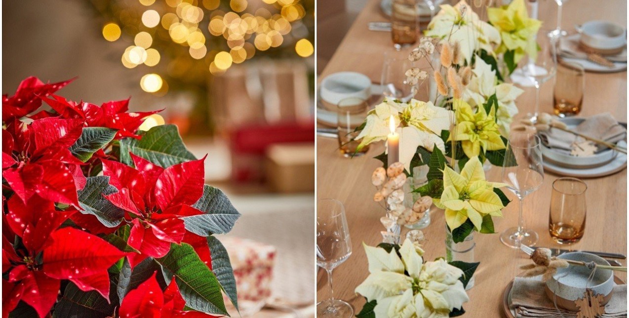 Αλεξανδρινό: Τι να κάνετε για να παραμείνει ανθισμένο ακόμα και μετά το πέρας των γιορτών