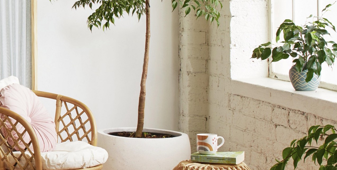 Τα viral φυτά της νέας χρονιάς για να εντάξετε από τώρα στην κατοικία σας