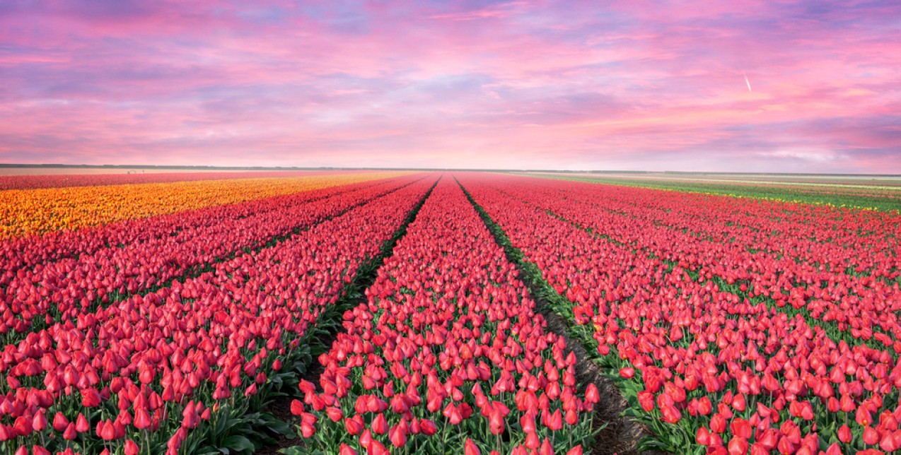 Τα διάφορα χρώματα της τουλίπας και τι συμβολίζουν