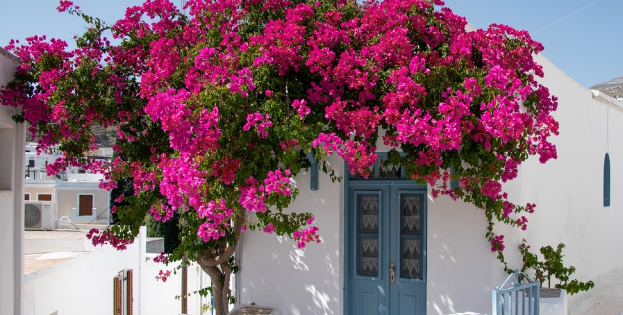 Summer Heat: 4 ανθεκτικά λουλούδια και φυτά που μπορούν να επιβιώσουν σε υψηλές θερμοκρασίες