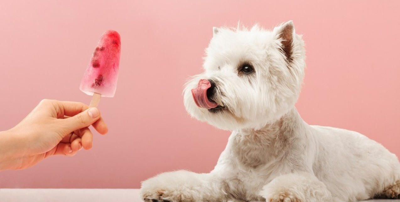 Πώς προστατεύουμε τα κατοικίδιά μας από τις υψηλές θερμοκρασίες 