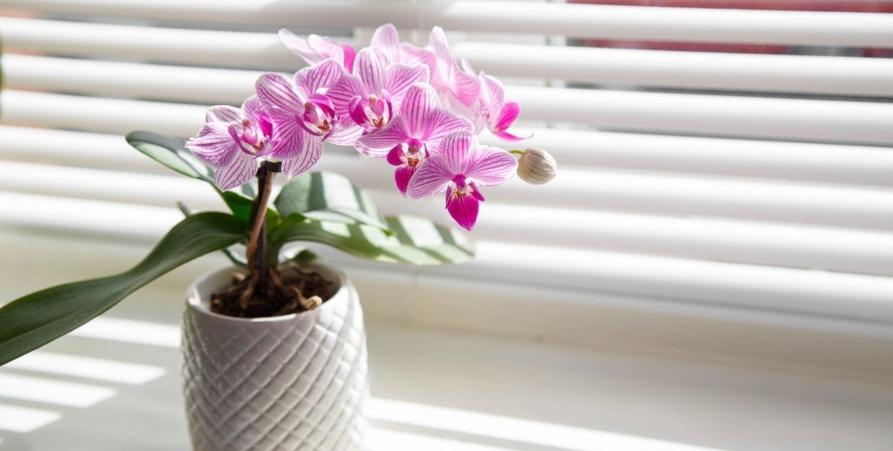Έξυπνα και αποτελεσματικά tips φροντίδας για την ορχιδέα σας ώστε να αντέξει περισσότερο μέσα στο σπίτι 