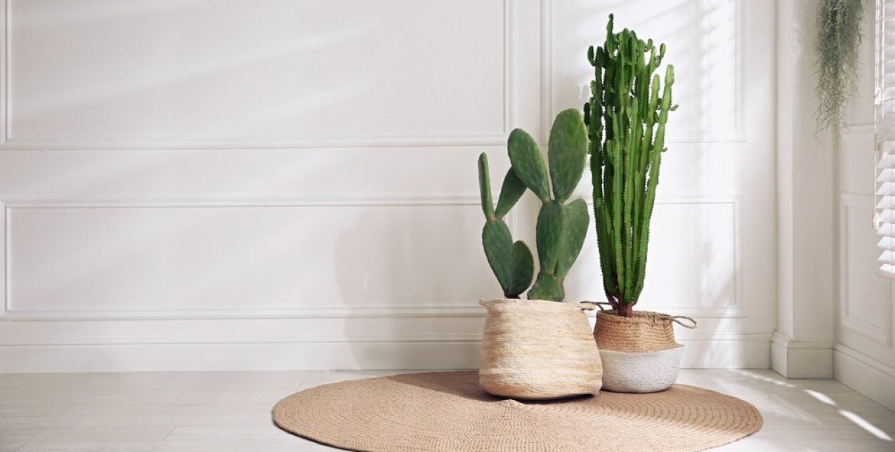 Γιατί οι κάκτοι είναι τα ιδανικά φυτά για το σπίτι μας;