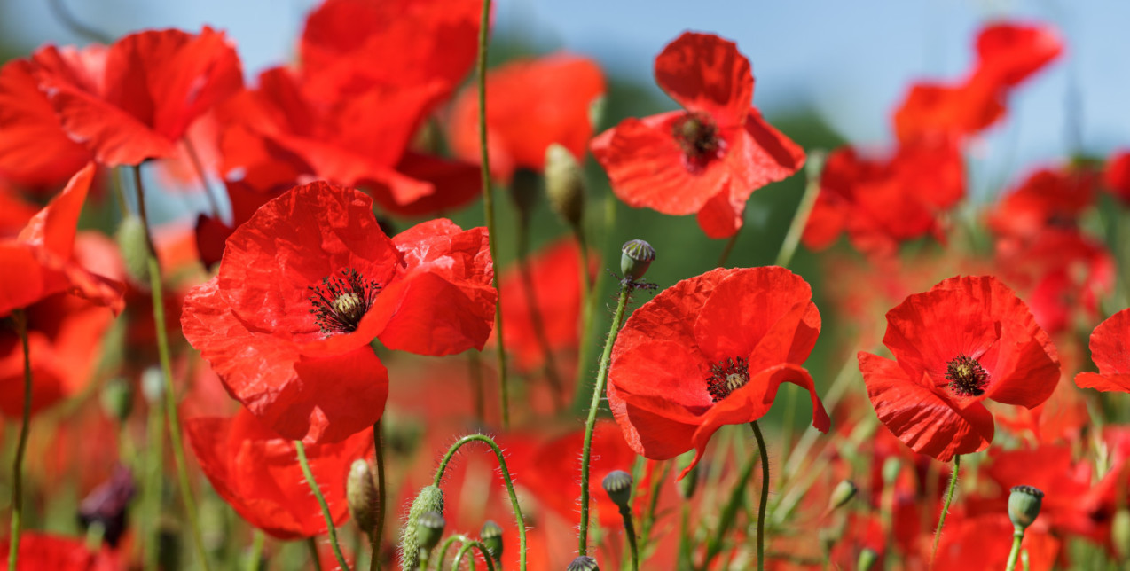 Πρωτομαγιά: Γνωρίζετε τον πραγματικό συμβολισμό αυτής της ημέρας;