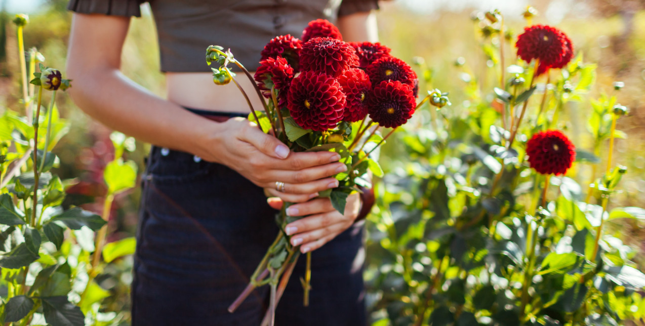 Το λουλούδι που ταιριάζει σε κάθε περίσταση ανάλογα με τα χαρακτηριστικά του