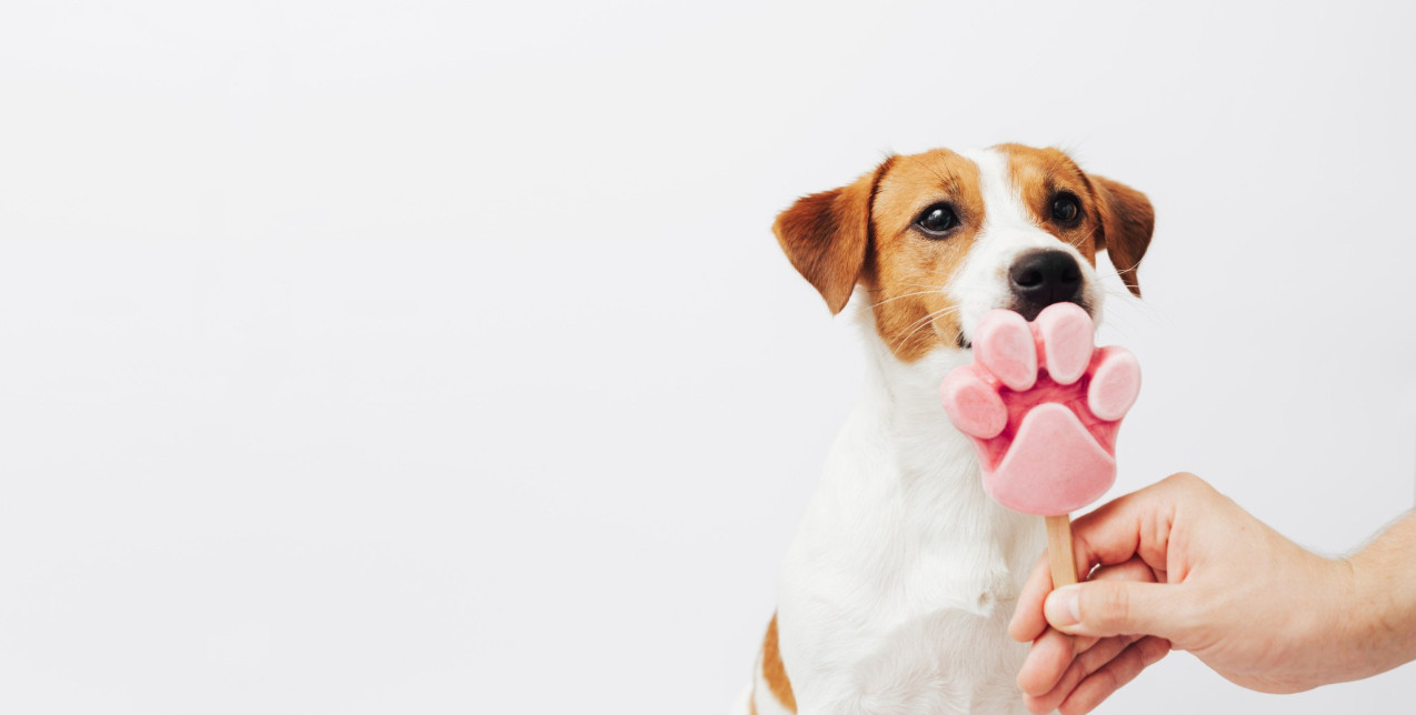 Έχετε κατοικίδιο; Οι ιδανικές τροφές που θα το δροσίσουν στη διάρκεια των υψηλών θερμοκρασιών 