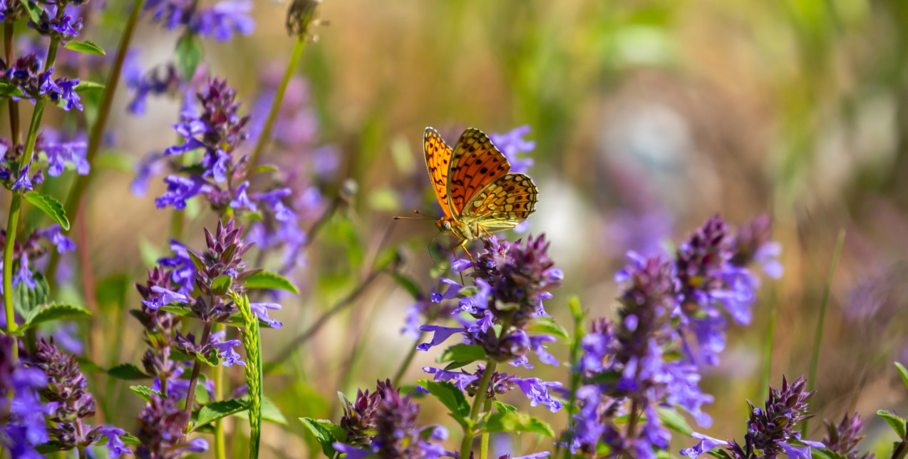 Butterfly Garden: Η τάση που μεταμορφώνει τον κήπο σε καταφύγιο ζωής