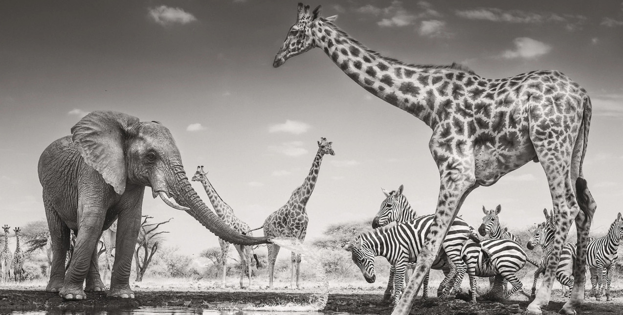 Οι φωτογραφίες του “Wildlife Photographer of the Year 2026” αποτυπώνουν τη συγκλονιστική πλευρά της φύσης