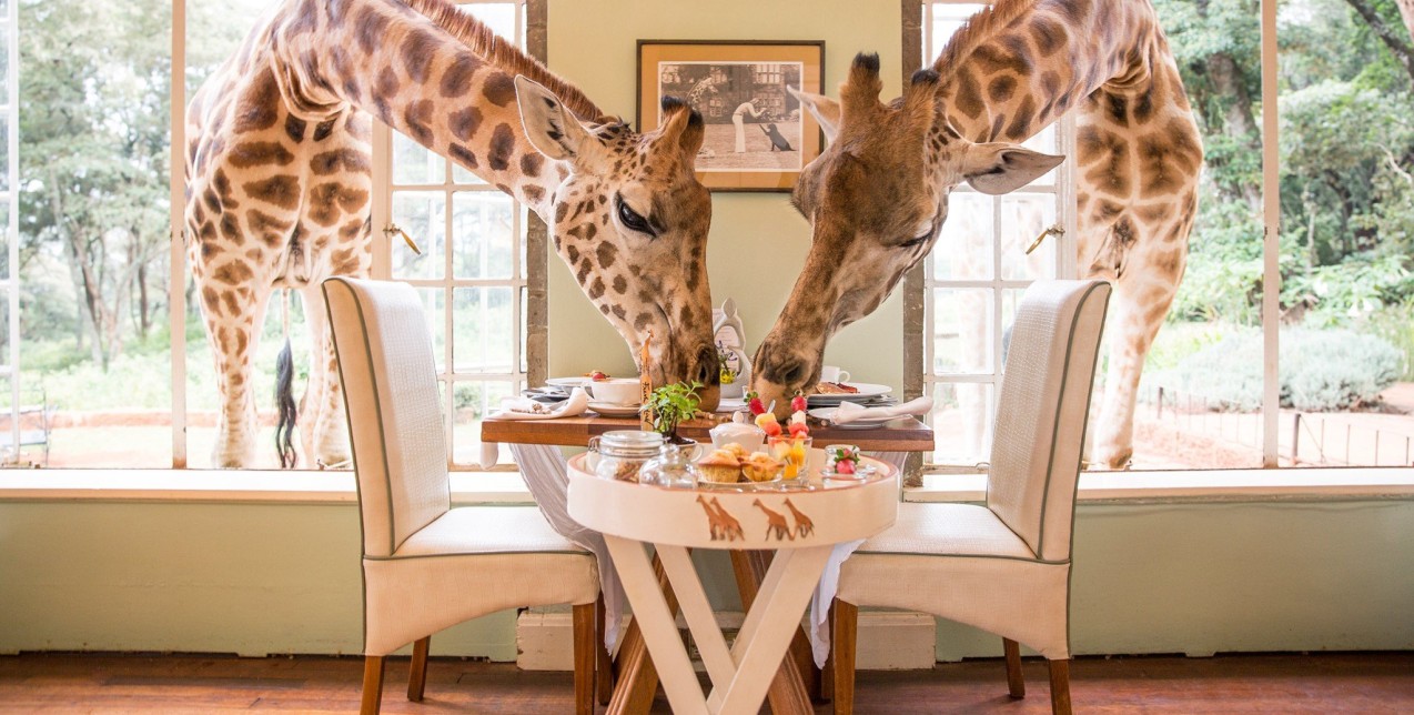 Δείτε ένα υπέροχο ξενοδοχείο που μπορείτε να ζήσετε μαζί με καμηλοπαρδάλεις 