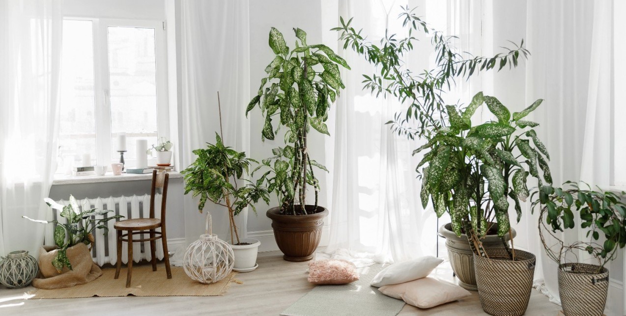 Τα φυτά που θα επηρεάσουν θετικά την ψυχολογία σας στην περίοδο της καραντίνας