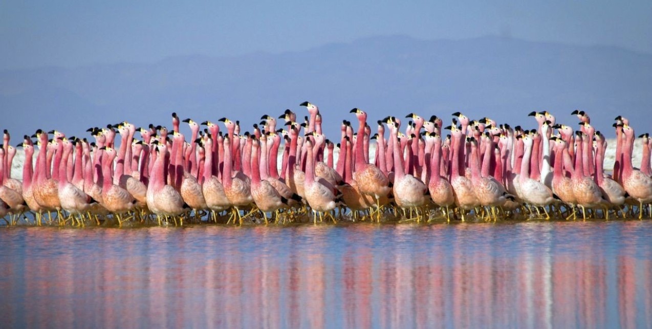 Τα ντοκιμαντέρ στο Netflix με θέμα το περιβάλλον που πρέπει να παρακολουθήσετε 