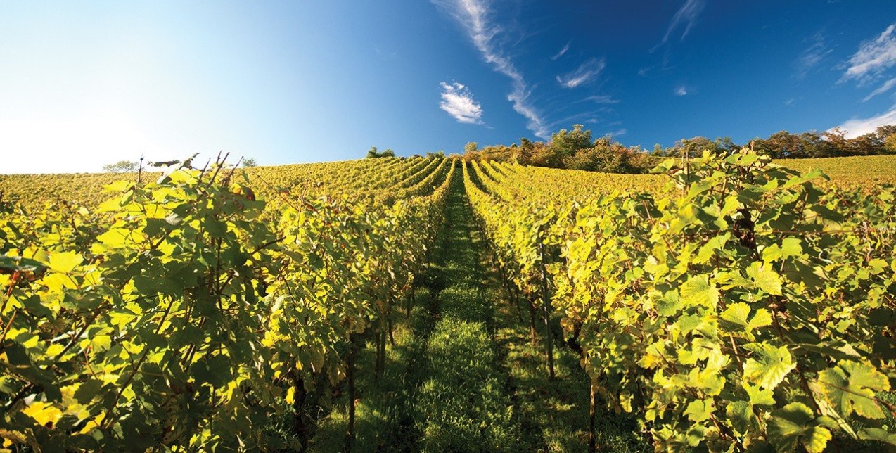 Summer days: Οι top επιλογές στα κρασιά που θα σας «μεθύσουν» αυτό το καλοκαίρι 