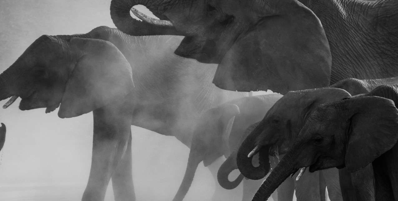 Ηθικότητα και ζωολογικοί κήποι: Δύο παράλληλοι δρόμοι σε σύγχυση