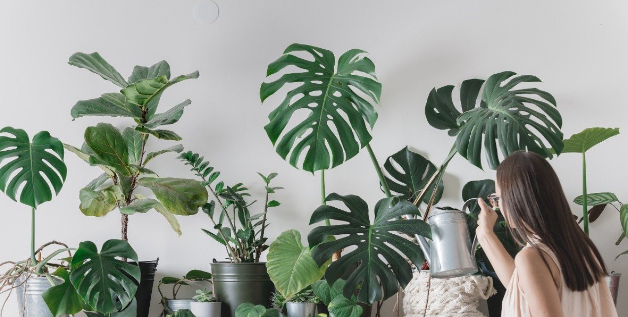 Plant Therapy: Οι καθημερινές πρακτικές που εγγυώνται σωματική και ψυχική ισορροπία 