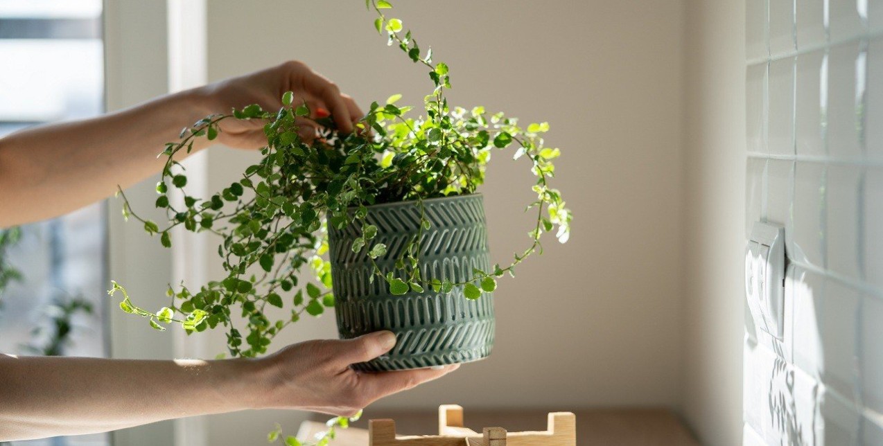 Φυτά εσωτερικού χώρου: Πώς να τα διακοσμήσετε για να φαίνονται σκόπιμα & κομψά