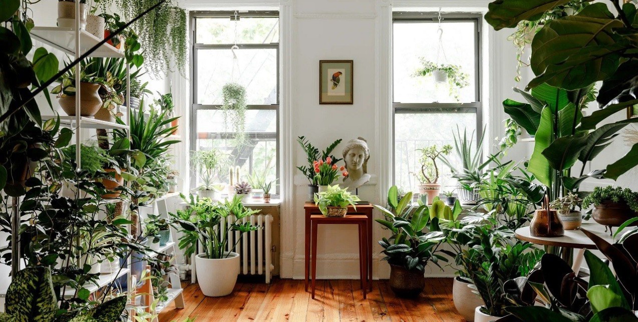 Τα viral φυτά του 2023 που θα χαρίσουν fresh αέρα στην κατοικία σας 