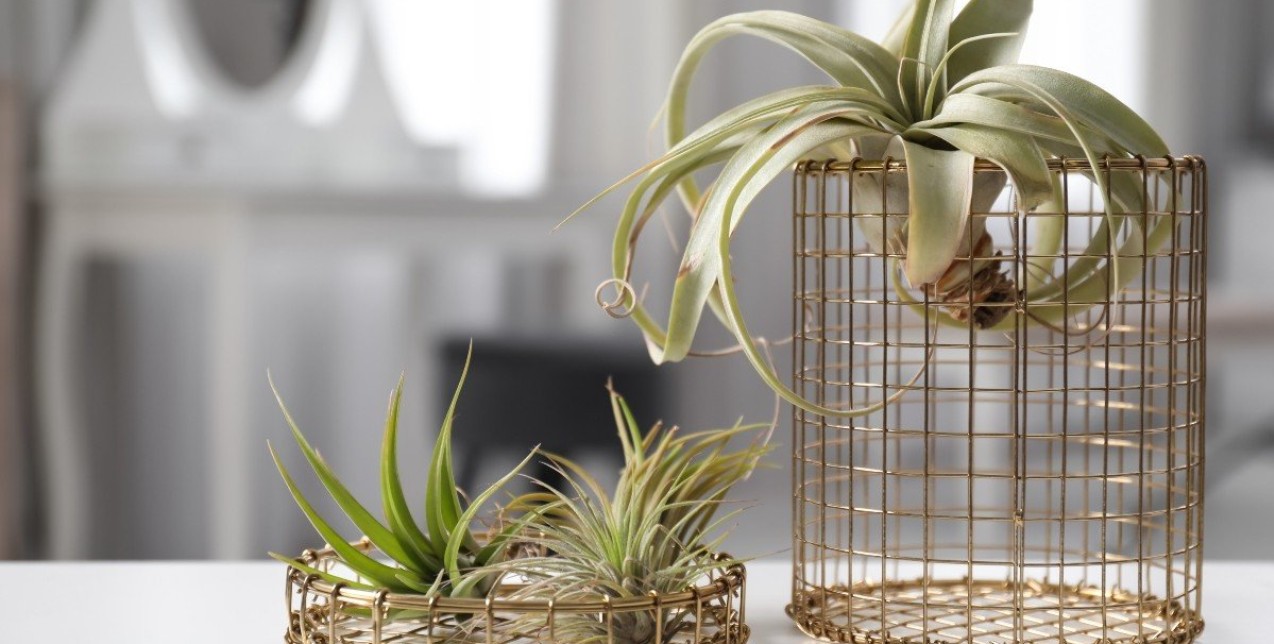 Ζωή στον αέρα: Τα φυτά που δεν απαιτούν χώμα για τις ρίζες τους