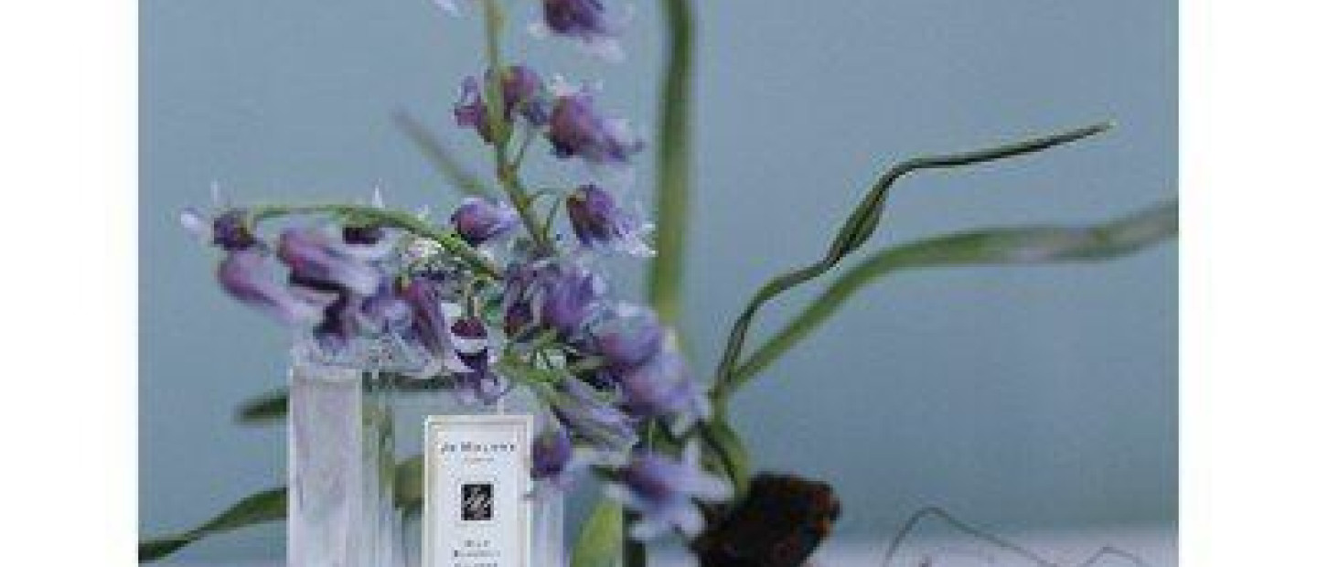 Wild Bluebell 