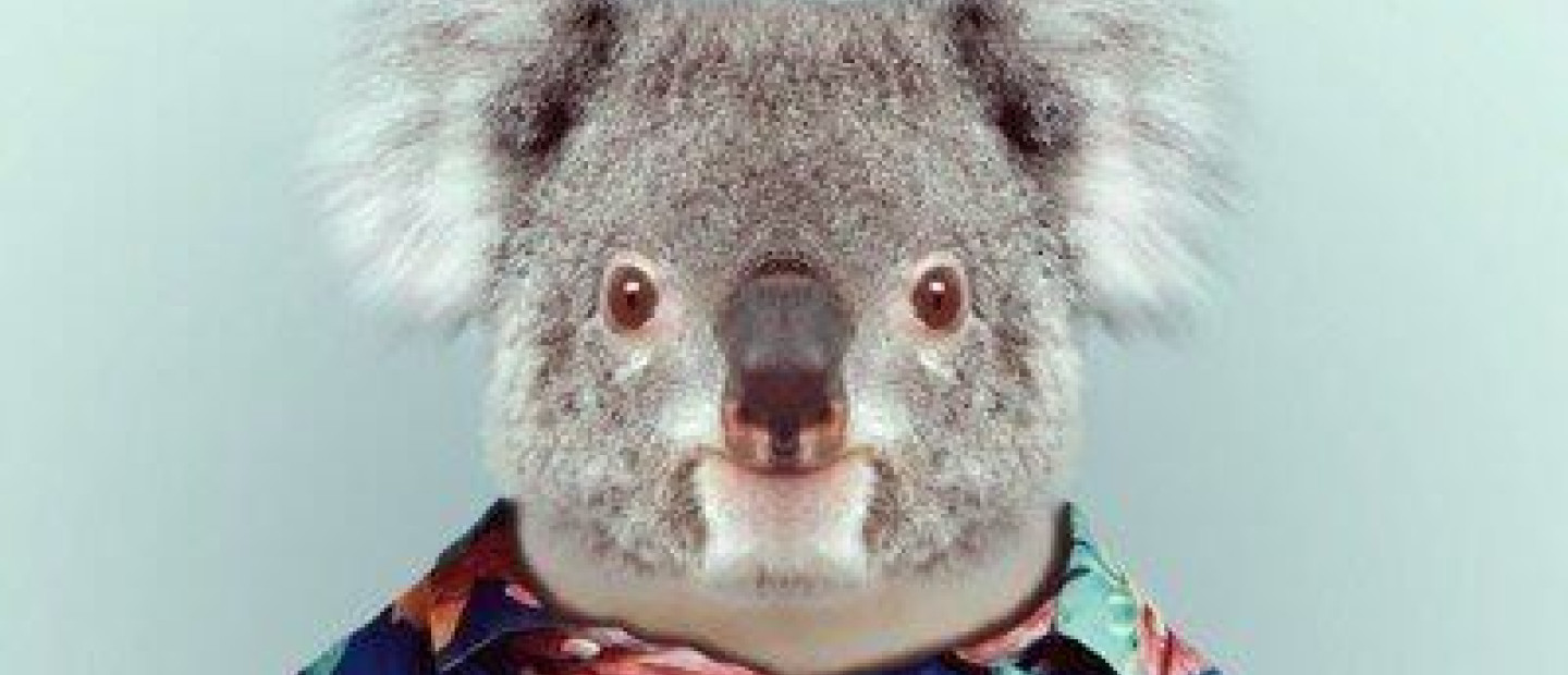 Zoo Portraits