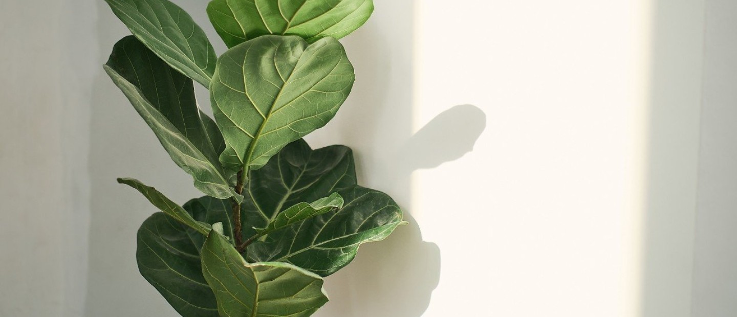 Protecting Plants: 5 βήματα για να αντέξουν τα φυτά μας κατά τη διάρκεια του καλοκαιριού 