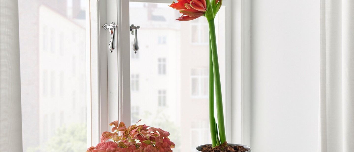 Τα πιο όμορφα λουλούδια και φυτά, ιδανικά για να προσφέρετε στους δικούς σας