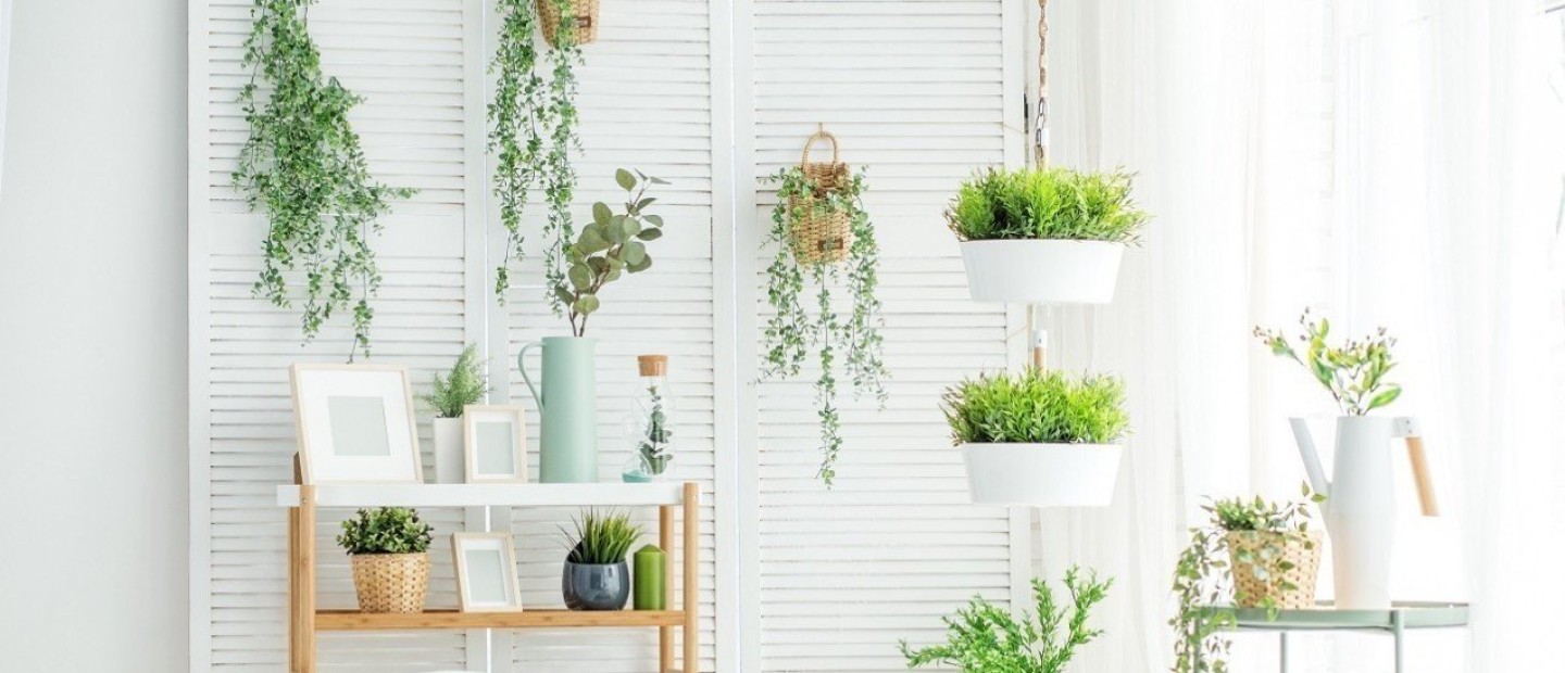 Καταστρέφετε συνεχώς τα φυτά σας; Οι easy to grow επιλογές που είναι ιδανικές για εσάς