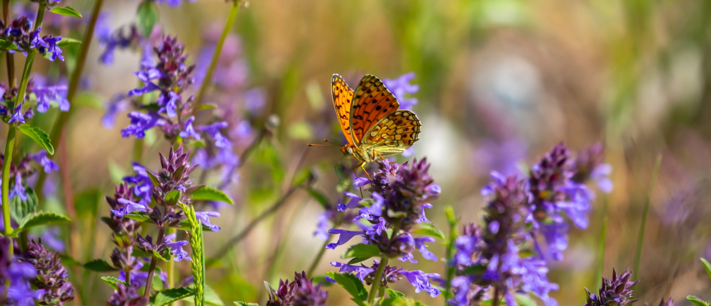 Η τάση του Butterfly Garden μεταμορφώνει τον κήπο σε καταφύγιο ζωής