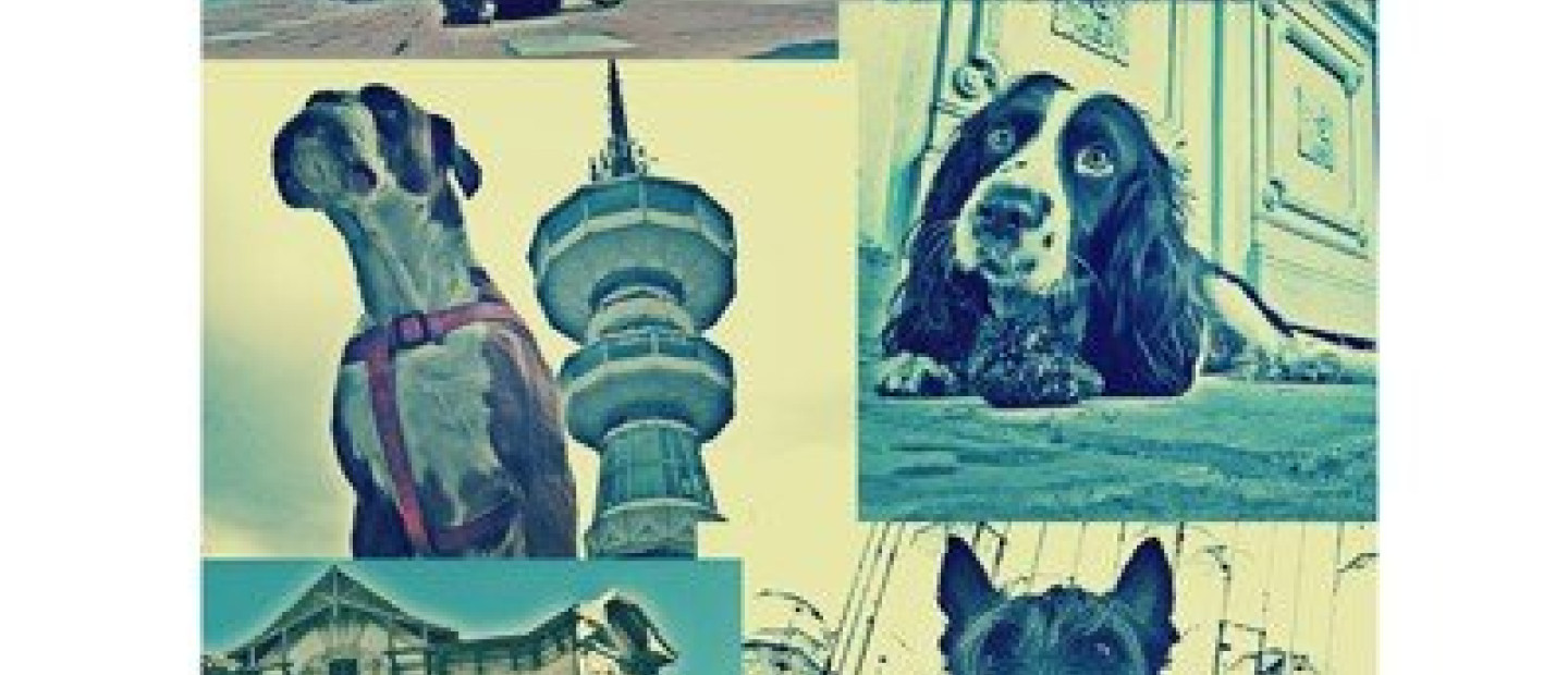 City of Dog