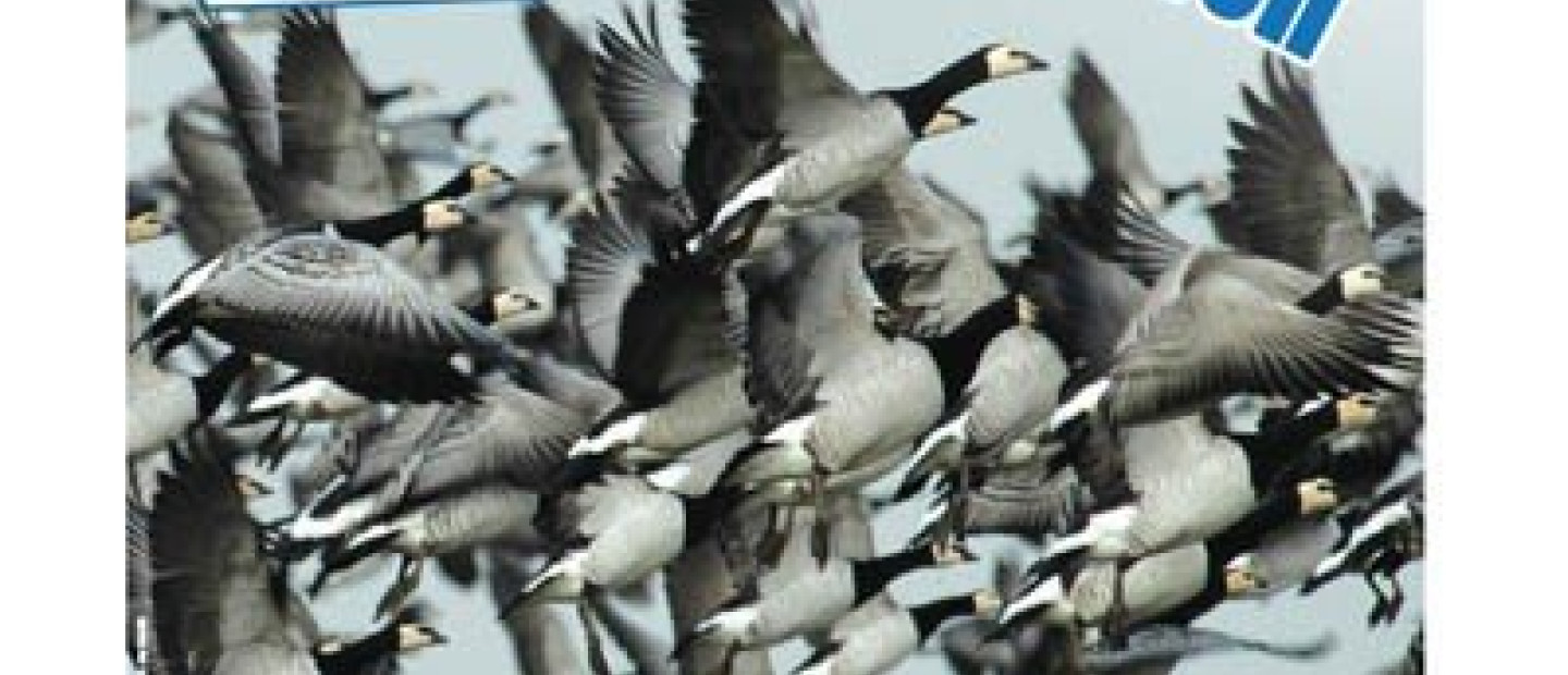 Eurobirdwatch 