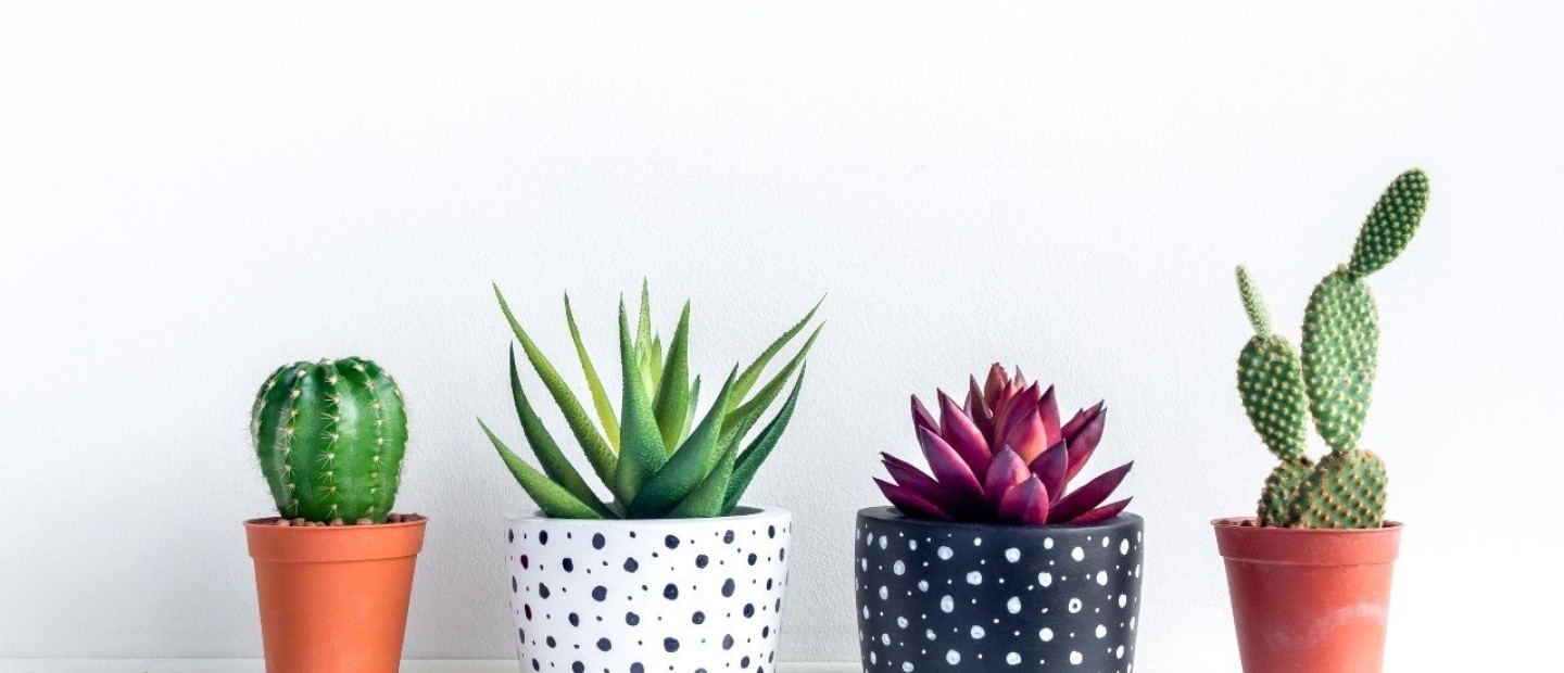 Cactus Lovers: Τα πιο εντυπωσιακά παχύφυτα με πολύχρωμα άνθη για να εντάξετε στο μπαλκόνι σας