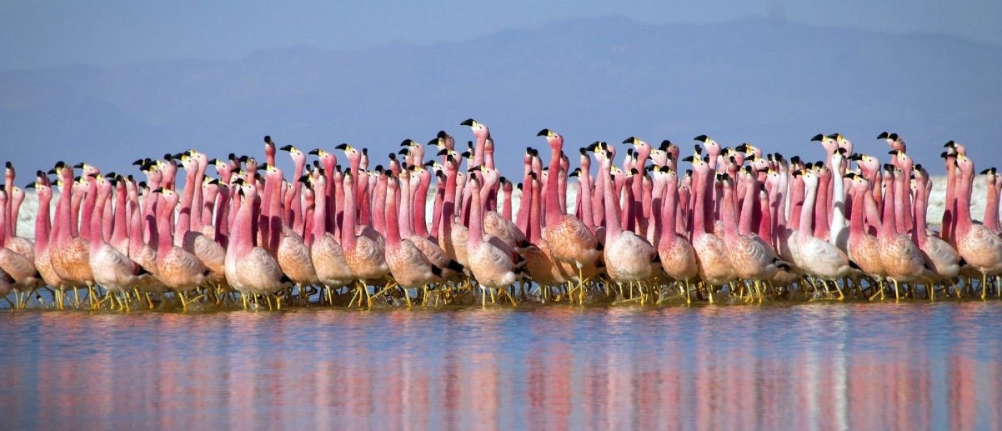 Τα ντοκιμαντέρ στο Netflix με θέμα το περιβάλλον που πρέπει να παρακολουθήσετε 