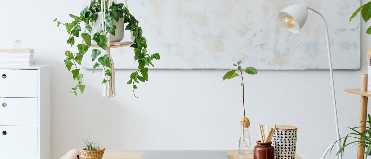 Stars & Plants: Τα φυτά για να εντάξετε στην κατοικία σας ανάλογα με το ζώδιό σας
