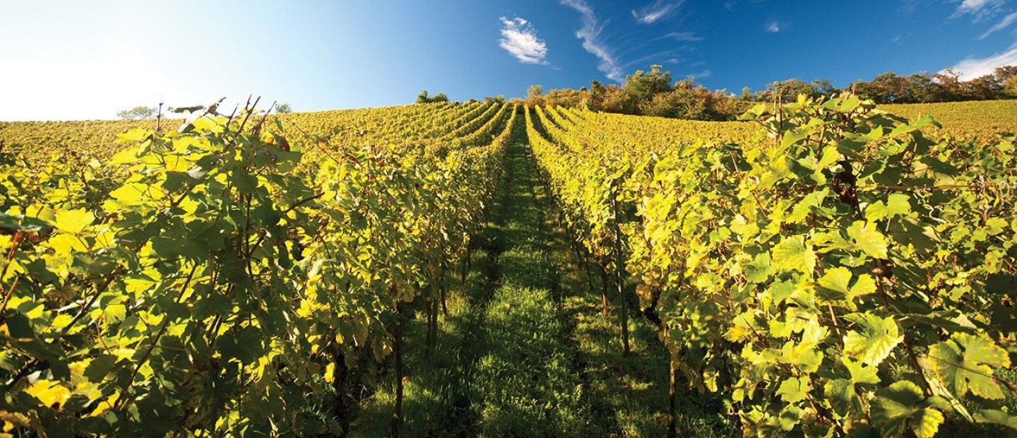 Summer days: Οι top επιλογές στα κρασιά που θα σας «μεθύσουν» αυτό το καλοκαίρι 