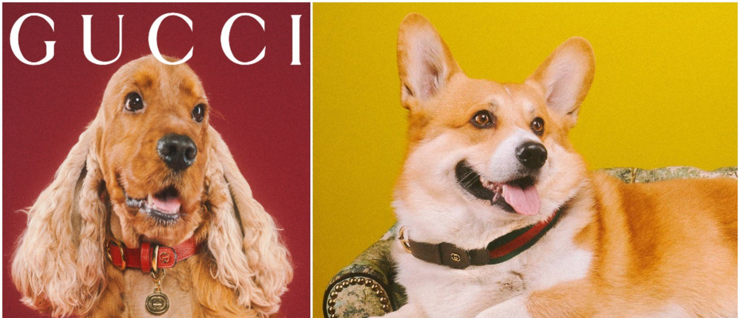 Η νέα pet collection του οίκου Gucci απαρτίζεται απ' ό,τι πιο πολυτελές θα θέλαμε για τα κατοικίδιά μας