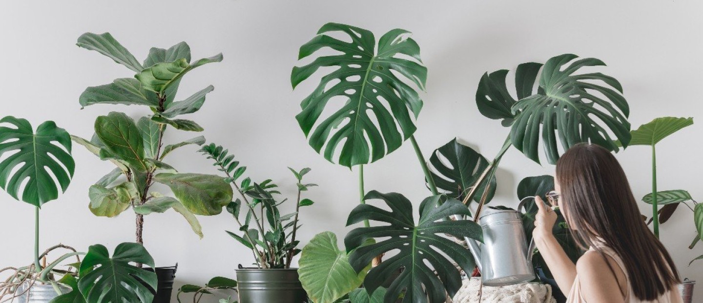 Plant Therapy: Οι καθημερινές πρακτικές που εγγυώνται σωματική και ψυχική ισορροπία 