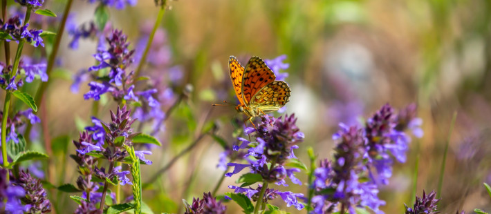 Butterfly Garden: Η τάση που μεταμορφώνει τον κήπο σε καταφύγιο ζωής