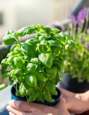 Τα μυστικά που θα διατηρήσουν υγιή το βασιλικό του μπαλκονιού μας